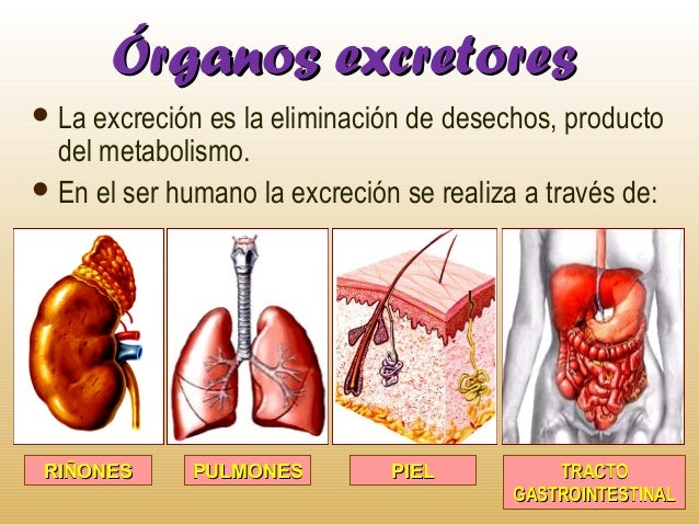 Resultado de imagen de excrecion en el cuerpo humano