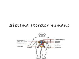 Sistema excretor humano 