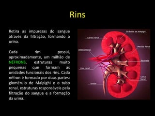 Rins
Retira as impurezas do sangue
através da filtração, formando a
urina.
Cada rim possui,
aproximadamente, um milhão de
NÉFRONS, estruturas muito
pequenas que formam as
unidades funcionais dos rins. Cada
néfron é formado por duas partes:
glomérulo de Malpighi e o tubo
renal, estruturas responsáveis pela
filtração do sangue e a formação
da urina.
 