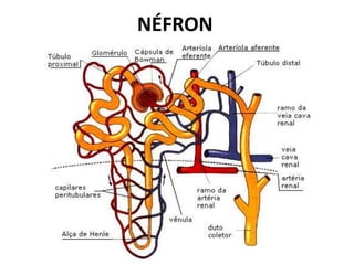 NÉFRON
 
