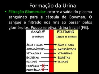 Formação da Urina
• Filtração Glomerular: ocorre a saída do plasma
sanguíneo para a cápsula de Bowman. O
sangue é filtrado nos rins ao passar pelos
glomérulos. Pouco seletiva. Urina Inicial (FG).
 