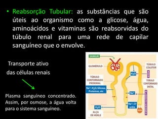 • Reabsorção Tubular: as substâncias que são
úteis ao organismo como a glicose, água,
aminoácidos e vitaminas são reabsorvidas do
túbulo renal para uma rede de capilar
sanguíneo que o envolve.
Transporte ativo
das células renais
Plasma sanguíneo concentrado.
Assim, por osmose, a água volta
para o sistema sanguíneo.
 