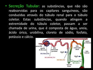 • Secreção Tubular: as substâncias, que não são
reabsorvidas para os capilares sanguíneos, são
conduzidas através do túbulo renal para o túbulo
coletor. Estas substâncias, quando atingem a
extremidade do túbulo coletor, passam a ser
chamada de urina, que é composta de água, ureia,
ácido úrico, urobilina, cloreto de sódio, fosfato,
potássio e cálcio.
 