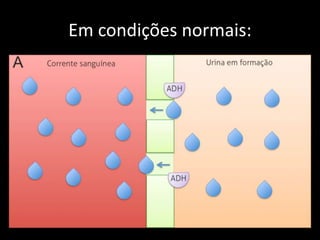Em condições normais:
 