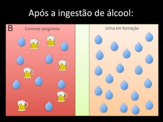 Após a ingestão de álcool:
 