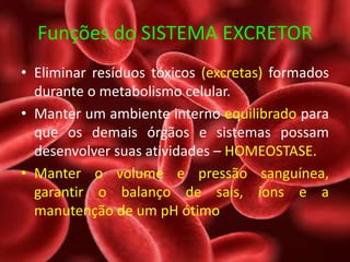 Funções do SISTEMA EXCRETOR
• Eliminar resíduos tóxicos (excretas) formados
durante o metabolismo celular.
• Manter um ambiente interno equilibrado para
que os demais órgãos e sistemas possam
desenvolver suas atividades – HOMEOSTASE.
• Manter o volume e pressão sanguínea,
garantir o balanço de sais, íons e a
manutenção de um pH ótimo
 
