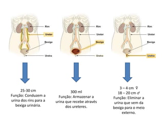 25-30 cm
Função: Conduzem a
urina dos rins para a
bexiga urinária.
300 ml
Função: Armazenar a
urina que recebe através
dos ureteres.
3 – 4 cm ♀
18 – 20 cm ♂
Função: Eliminar a
urina que vem da
bexiga para o meio
externo.
 