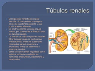  El corpúsculo renal tiene un polo
vascular, donde penetra la sangre a
través de la arteriola aferente y sale
por la arteriola eferente.
 En el otro extremo se ubica el polo
tubular, por donde sale el filtrado hacia
los túbulos renales.
 La función de cada corpúsculo renal es
filtrar la sangre para su purificación,
reabsorbiendo todas las sustancias
necesarias para el organismo y
excretando todos los desechos a
través de la orina.
 Estas funciones están reguladas por el
sistema endócrino mediante las
hormonas antidiurética, aldosterona y
paratiroides.
 