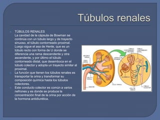  TÚBULOS RENALES
La cavidad de la cápsula de Bowman se
continúa con un túbulo largo y de trayecto
sinuoso, el túbulo contorneado proximal.
Luego sigue el asa de Henle, que es un
túbulo recto con forma de U donde se
diferencia una rama descendente y otra
ascendente, y por último el túbulo
contorneado distal, que desemboca en el
túbulo colector y adopta un trayecto similar al
proximal.
 La función que tienen los túbulos renales es
transportar la orina y transformar su
composición química hasta los túbulos
colectores.
 Este conducto colector es común a varios
nefrones y es donde se produce la
concentración final de la orina por acción de
la hormona antidiurética.
 