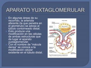  En algunas áreas de su
recorrido, la arteriola
aferente (la que penetra en
el glomérulo) se adosa al
túbulo contorneado distal.
 Esto produce una
modificación en las células
de ambas estructuras que
da lugar al aparato
yuxtaglomerular.
 Con el nombre de “mácula
densa” se conoce a la
modificación celular
existente en el túbulo distal.
 