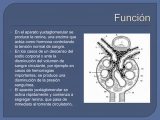  En el aparato yuxtaglomerular se
produce la renina, una enzima que
actúa como hormona controlando
la tensión normal de sangre.
 En los casos de un descenso del
sodio corporal o ante la
disminución del volumen de
sangre circulante, por ejemplo en
casos de hemorragias
importantes, se produce una
disminución de la presión
sanguínea.
 El aparato yuxtaglomerular se
activa rápidamente y comienza a
segregar renina, que pasa de
inmediato al torrente circulatorio.
 