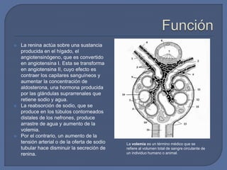  La renina actúa sobre una sustancia
producida en el hígado, el
angiotensinógeno, que es convertido
en angiotensina I. Esta se transforma
en angiotensina II, cuyo efecto es
contraer los capilares sanguíneos y
aumentar la concentración de
aldosterona, una hormona producida
por las glándulas suprarrenales que
retiene sodio y agua.
 La reabsorción de sodio, que se
produce en los túbulos contorneados
distales de los nefrones, produce
arrastre de agua y aumento de la
volemia.
 Por el contrario, un aumento de la
tensión arterial o de la oferta de sodio
tubular hace disminuir la secreción de
renina.
La volemia es un término médico que se
refiere al volumen total de sangre circulante de
un individuo humano o animal.
 