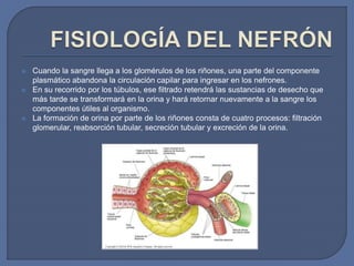  Cuando la sangre llega a los glomérulos de los riñones, una parte del componente
plasmático abandona la circulación capilar para ingresar en los nefrones.
 En su recorrido por los túbulos, ese filtrado retendrá las sustancias de desecho que
más tarde se transformará en la orina y hará retornar nuevamente a la sangre los
componentes útiles al organismo.
 La formación de orina por parte de los riñones consta de cuatro procesos: filtración
glomerular, reabsorción tubular, secreción tubular y excreción de la orina.
 