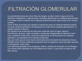  Los glomérulos funcionan como filtros de sangre, es decir, tanto el agua como los
desechos metabólicos y algunas sales minerales abandonan los capilares glomerulares
y se dirigen hacia el espacio de la cápsula de Bowman para luego arribar a los túbulos
renales.
 Como el flujo de sangre que ingresa al corpúsculo renal vía arteriola aferente soporta
una gran resistencia debido a la disposición en ovillo de los capilares glomerulares, la
sangre empieza a filtrarse.
 Ello significa que sustancias de bajo peso molecular como el agua, algunos
aminoácidos, glucosa, sales minerales y sustancias nitrogenadas de desecho como
urea, creatinina, ácido úrico y amoníaco abandonan en forma pasiva los capilares
arteriales y se depositan en la cápsula de Bowman.
 Hay que notar que así como fueron eliminados de la circulación los desechos tóxicos,
también lo han hecho sustancias necesarias para el organismo como las sales, glucosa
y aminoácidos, entre otras.
 Las moléculas pesadas como proteínas, lípidos y células de la sangre no son filtradas.
Los riñones filtran alrededor de 125 mililitros por minuto, lo que hace un total de 180
litros diarios.
 