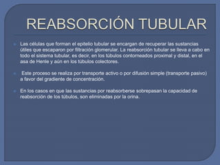  Las células que forman el epitelio tubular se encargan de recuperar las sustancias
útiles que escaparon por filtración glomerular. La reabsorción tubular se lleva a cabo en
todo el sistema tubular, es decir, en los túbulos contorneados proximal y distal, en el
asa de Henle y aún en los túbulos colectores.
 Este proceso se realiza por transporte activo o por difusión simple (transporte pasivo)
a favor del gradiente de concentración.
 En los casos en que las sustancias por reabsorberse sobrepasan la capacidad de
reabsorción de los túbulos, son eliminadas por la orina.
 