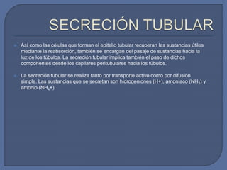  Así como las células que forman el epitelio tubular recuperan las sustancias útiles
mediante la reabsorción, también se encargan del pasaje de sustancias hacia la
luz de los túbulos. La secreción tubular implica también el paso de dichos
componentes desde los capilares peritubulares hacia los túbulos.
 La secreción tubular se realiza tanto por transporte activo como por difusión
simple. Las sustancias que se secretan son hidrogeniones (H+), amoníaco (NH3) y
amonio (NH4+).
 