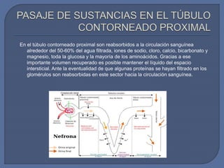 En el túbulo contorneado proximal son reabsorbidos a la circulación sanguínea
alrededor del 50-60% del agua filtrada, iones de sodio, cloro, calcio, bicarbonato y
magnesio, toda la glucosa y la mayoría de los aminoácidos. Gracias a ese
importante volumen recuperado es posible mantener el líquido del espacio
intersticial. Ante la eventualidad de que algunas proteínas se hayan filtrado en los
glomérulos son reabsorbidas en este sector hacia la circulación sanguínea.
 