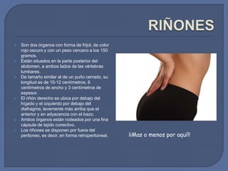  Son dos órganos con forma de frijol, de color
rojo oscuro y con un peso cercano a los 150
gramos.
 Están situados en la parte posterior del
abdomen, a ambos lados de las vértebras
lumbares.
 De tamaño similar al de un puño cerrado, su
longitud es de 10-12 centímetros, 6
centímetros de ancho y 3 centímetros de
espesor.
 El riñón derecho se ubica por debajo del
hígado y el izquierdo por debajo del
diafragma, levemente más arriba que el
anterior y en adyacencia con el bazo.
 Ambos órganos están rodeados por una fina
cápsula de tejido conectivo.
 Los riñones se disponen por fuera del
peritoneo, es decir, en forma retroperitoneal. ¡¡Mas o menos por aquí!!
 