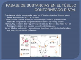 En esta parte tubular se reabsorbe hasta un 10% del sodio y cloro filtrados que no
fueron absorbidos en el túbulo proximal.
La absorción de cloro se realiza por difusión simple, mientras que el sodio se
reabsorbe con gasto de energía mediante la bomba de sodio y potasio.
Además, hay secreción de (H+) por transporte activo y de iones de potasio (K+) en
forma pasiva debido a su elevada concentración intracelular.
La actividad de reabsorción y secreción que tiene lugar en el túbulo distal produce
una mayor concentración de la orina.
 