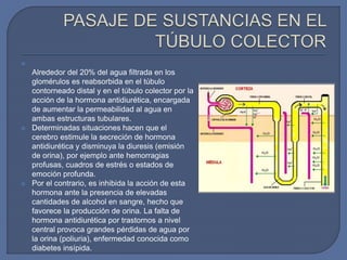 
Alrededor del 20% del agua filtrada en los
glomérulos es reabsorbida en el túbulo
contorneado distal y en el túbulo colector por la
acción de la hormona antidiurética, encargada
de aumentar la permeabilidad al agua en
ambas estructuras tubulares.
 Determinadas situaciones hacen que el
cerebro estimule la secreción de hormona
antidiurética y disminuya la diuresis (emisión
de orina), por ejemplo ante hemorragias
profusas, cuadros de estrés o estados de
emoción profunda.
 Por el contrario, es inhibida la acción de esta
hormona ante la presencia de elevadas
cantidades de alcohol en sangre, hecho que
favorece la producción de orina. La falta de
hormona antidiurética por trastornos a nivel
central provoca grandes pérdidas de agua por
la orina (poliuria), enfermedad conocida como
diabetes insípida.
 