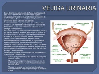  Es un órgano muscular hueco, de forma esférica cuando
está llena y del tamaño de una ciruela de aspecto
arrugado cuando está vacía, producto de la relajación de
su musculatura. Tiene por función recibir la orina
procedente de los uréteres, almacenarla
momentáneamente y luego enviarla a la uretra para su
excreción. La capacidad de la vejiga es de alrededor de
500 mililitros, aunque en condiciones extremas puede
albergar hasta dos litros.
En ambos sexos se ubica por detrás de la sínfisis púbica y
por delante del recto. Además, en la mujer se localiza en
la parte superior de la vagina y en el hombre en la parte
superior de la próstata. Los dos orificios ureterales se
ubican a unos 4 centímetros de la salida uretral,
formándose una estructura triangular, el trígono vesical,
en la zona media del piso de la vejiga. Alrededor del
trígono se localiza el músculo detrusor, que al contraerse
expulsa la orina hacia la uretra. Posee un esfínter vesical
(o uretral interno) de fibras musculares lisas. Se ubica en
el cuello y es involuntario.
La vejiga de compone de tres capas, una serosa externa,
una muscular y una mucosa.
• -Serosa: de tejido conectivo, está cubierta en parte por el
peritoneo parietal.
• -Muscular: formada por tres capas de músculo liso, dos
de fibras longitudinales y una de fibras circulares en el
medio de ambas.
• -Mucosa: en contacto con la orina. Está formada por
epitelio estratificado adaptado para albergar la acidez de
la orina.
 
