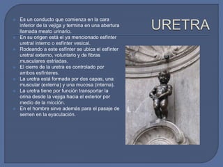  Es un conducto que comienza en la cara
inferior de la vejiga y termina en una abertura
llamada meato urinario.
 En su origen está el ya mencionado esfínter
uretral interno o esfínter vesical.
 Rodeando a este esfínter se ubica el esfínter
uretral externo, voluntario y de fibras
musculares estriadas.
 El cierre de la uretra es controlado por
ambos esfínteres.
 La uretra está formada por dos capas, una
muscular (externa) y una mucosa (interna).
 La uretra tiene por función transportar la
orina desde la vejiga hacia el exterior por
medio de la micción.
 En el hombre sirve además para el pasaje de
semen en la eyaculación.
 