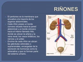  El peritoneo es la membrana que
envuelve a la mayoría de los
órganos abdominales.
 Cada riñón posee un borde
convexo situado hacia la pared
abdominal y un borde cóncavo
hacia el interior llamado hilio,
donde se ubican la arteria y la
vena renal, los vasos linfáticos, los
nervios y el uréter.
 Encima de cada riñón se ubican
las glándulas adrenales o
suprarrenales, encargadas de la
secreción de hormonas como la
adrenalina y que no forman parte
del sistema urinario.
 
