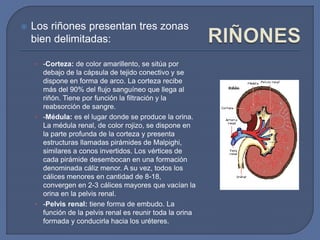  Los riñones presentan tres zonas
bien delimitadas:
• -Corteza: de color amarillento, se sitúa por
debajo de la cápsula de tejido conectivo y se
dispone en forma de arco. La corteza recibe
más del 90% del flujo sanguíneo que llega al
riñón. Tiene por función la filtración y la
reabsorción de sangre.
• -Médula: es el lugar donde se produce la orina.
La médula renal, de color rojizo, se dispone en
la parte profunda de la corteza y presenta
estructuras llamadas pirámides de Malpighi,
similares a conos invertidos. Los vértices de
cada pirámide desembocan en una formación
denominada cáliz menor. A su vez, todos los
cálices menores en cantidad de 8-18,
convergen en 2-3 cálices mayores que vacían la
orina en la pelvis renal.
• -Pelvis renal: tiene forma de embudo. La
función de la pelvis renal es reunir toda la orina
formada y conducirla hacia los uréteres.
 