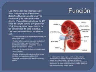  Los riñones son los encargados de
filtrar la sangre para liberarla de
desechos tóxicos como la urea y la
creatinina, y de sales en exceso.
 Ambos riñones filtran alrededor de 400
litros de sangre por día que producen
1,5-2 litros de orina, dependiendo de
las condiciones de cada individuo.
Las funciones que tienen los riñones
son:
• -Excretar desechos del metabolismo celular por
medio de la orina.
• -Regular la homeostasis, es decir, controlar el
medio interno para que se mantengan
condiciones estables y constantes para un
efectivo metabolismo celular.
• -Controlar el volumen de líquidos intersticiales.
• -Producir orina.
• -Regular la reabsorción de electrolitos (iones
de cloro, sodio, potasio, calcio, etc.).
• -Segregar hormonas como la eritropoyetina y
renina.
La eritropoyetina regula la producción de glóbulos rojos
(eritropoyesis), que tiene lugar en la médula ósea de los
huesos largos, las costillas y el hueso del esternón.
La renina actúa ante la caída del volumen sanguíneo o en la
disminución del sodio corporal, hechos que traen aparejado
una disminución de la presión arterial.
 