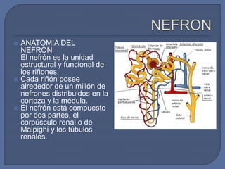  ANATOMÍA DEL
NEFRÓN
El nefrón es la unidad
estructural y funcional de
los riñones.
 Cada riñón posee
alrededor de un millón de
nefrones distribuidos en la
corteza y la médula.
 El nefrón está compuesto
por dos partes, el
corpúsculo renal o de
Malpighi y los túbulos
renales.
 
