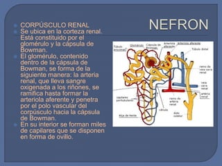  CORPÚSCULO RENAL
 Se ubica en la corteza renal.
Está constituido por el
glomérulo y la cápsula de
Bowman.
 El glomérulo, contenido
dentro de la cápsula de
Bowman, se forma de la
siguiente manera: la arteria
renal, que lleva sangre
oxigenada a los riñones, se
ramifica hasta formar la
arteriola aferente y penetra
por el polo vascular del
corpúsculo hacia la cápsula
de Bowman.
 En su interior se forman miles
de capilares que se disponen
en forma de ovillo.
 