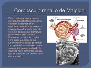  Estos capilares, que poseen la
mayor permeabilidad de todos los
capilares existentes en el
organismo, se van uniendo en su
trayecto hasta formar la arteriola
eferente, que sale del glomérulo
por el mismo polo vascular.
 Una nueva ramificación capilar
tiene lugar alrededor de los
túbulos renales, donde se forman
los capilares peritubulares, que en
su recorrido irán aumentando de
diámetro hasta formar las vénulas,
que se conectan con la vena renal
de cada riñón.
 