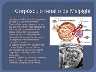  Las venas renales derecha e izquierda
se unen a la vena cava inferior.
 Cabe señalar que a diferencia de los
que sucede con las redes capilares de
todos los tejidos, en que una red
capilar arterial deriva en una red
capilar venosa, solamente en los
glomérulos de los nefrones se forma
una segunda red capilar arterial
precedida por otra.
 La cápsula de Bowman está formada
por una delgada capa de células
endoteliales. Se ubica en el extremo
ciego de los túbulos y encierra al
glomérulo.
 Entre la cápsula de Bowman, que tiene
forma de copa, y el glomérulo se
encuentra el espacio de Bowman.
 