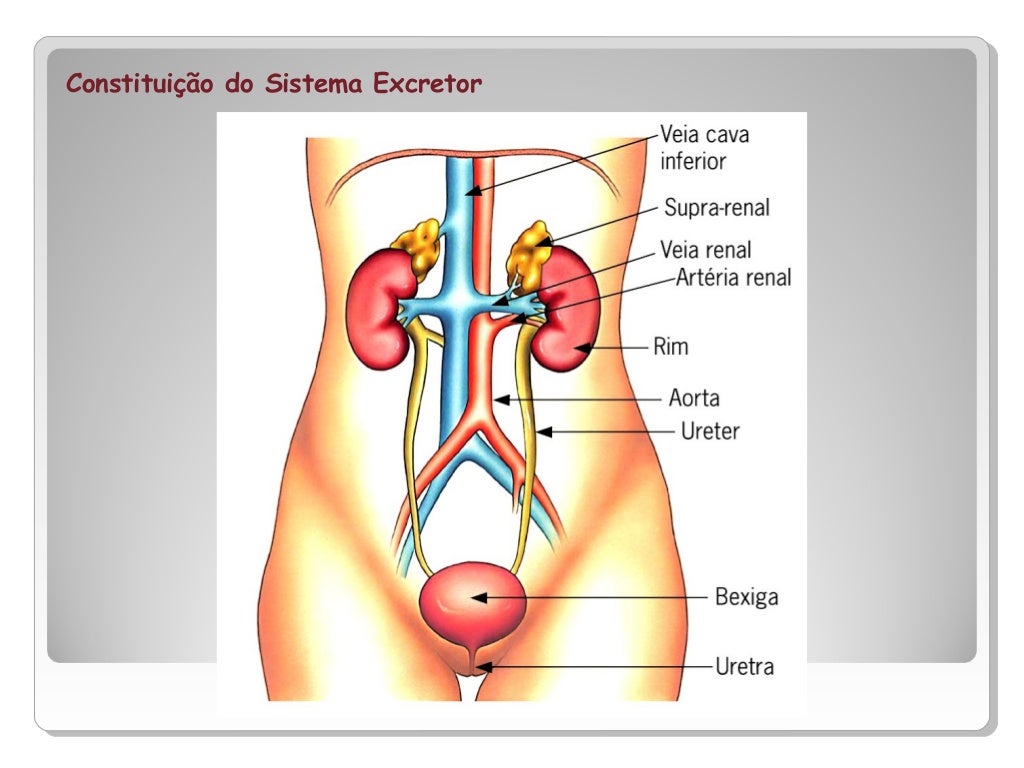 Imagens Do Sistema Excretor - FDPLEARN