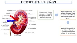 Sistema Excretor Mamiferos por Juan Guallichico | PPTX