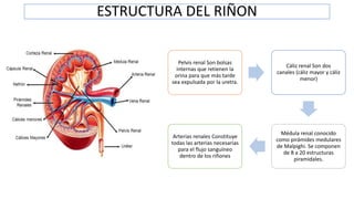 Sistema Excretor Mamiferos por Juan Guallichico | PPTX