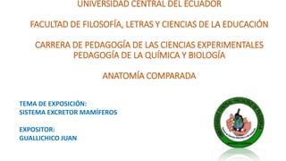 UNIVERSIDAD CENTRAL DEL ECUADOR
FACULTAD DE FILOSOFÍA, LETRAS Y CIENCIAS DE LA EDUCACIÓN
CARRERA DE PEDAGOGÍA DE LAS CIENCIAS EXPERIMENTALES
PEDAGOGÍA DE LA QUÍMICA Y BIOLOGÍA
ANATOMÍA COMPARADA
TEMA DE EXPOSICIÓN:
SISTEMA EXCRETOR MAMÍFEROS
EXPOSITOR:
GUALLICHICO JUAN
 
