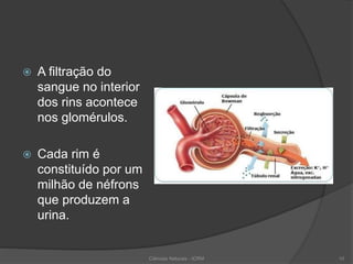  A filtração do
sangue no interior
dos rins acontece
nos glomérulos.
 Cada rim é
constituído por um
milhão de néfrons
que produzem a
urina.
Ciências Naturais - ICRM 10
 