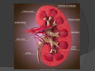 Ciências Naturais - ICRM 11
 