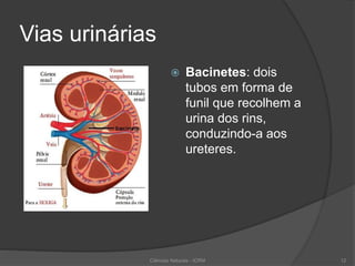 Vias urinárias
 Bacinetes: dois
tubos em forma de
funil que recolhem a
urina dos rins,
conduzindo-a aos
ureteres.
Ciências Naturais - ICRM 12
 