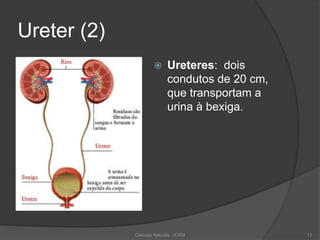 Ureter (2)
 Ureteres: dois
condutos de 20 cm,
que transportam a
urina à bexiga.
Ciências Naturais - ICRM 13
 