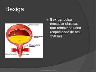 Bexiga
 Bexiga: bolsa
muscular elástica,
que armazena urina
(capacidade de até
250 ml).
Ciências Naturais - ICRM 14
 