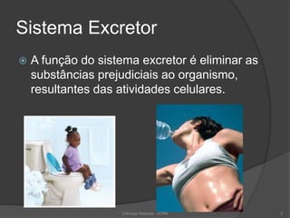 Sistema Excretor
 A função do sistema excretor é eliminar as
substâncias prejudiciais ao organismo,
resultantes das atividades celulares.
Ciências Naturais - ICRM 2
 