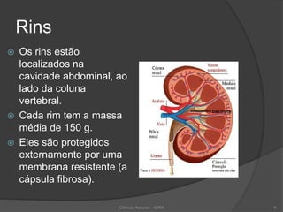 Rins
 Os rins estão
localizados na
cavidade abdominal, ao
lado da coluna
vertebral.
 Cada rim tem a massa
média de 150 g.
 Eles são protegidos
externamente por uma
membrana resistente (a
cápsula fibrosa).
Ciências Naturais - ICRM 9
 
