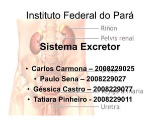 Instituto Federal do Pará Sistema Excretor Carlos Carmona – 2008229025 Paulo Sena – 2008229027 Géssica Castro – 2008229077 Tatiara Pinheiro - 2008229011 