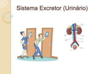 Sistema Excretor (Urinário)
 