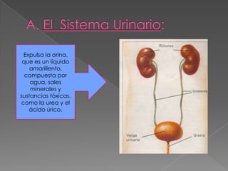 A. El  Sistema Urinario:Expulsa la orina, que es un líquido amarillento, compuesta por agua, sales minerales y sustancias tóxicas, como la urea y el ácido úrico.