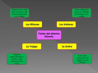 Órganos de color rojo  oscuro y de forma parecida a un frejolTubos delgados que van desde los riñones a la vejigaLos RiñonesLos UréteresPartes del sistema UrinarioLa UretraLa VejigaÓrgano redondeado y hueco, que almacena la orinaTubo que comunica la vejiga con el exterior