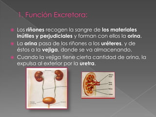 1. Función Excretora:Los riñones recogen la sangre de los materiales inútiles y perjudiciales y forman con ellos la orina.La orina pasa de los riñones a los uréteres, y de éstos a la vejiga, donde se va almacenando.Cuando la vejiga tiene cierta cantidad de orina, la expulsa al exterior por la uretra.