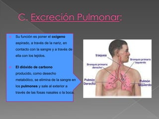 C. Excreción Pulmonar:Su función es poner el oxígeno aspirado, a través de la nariz, en contacto con la sangre y a través de ella con los tejidos. 